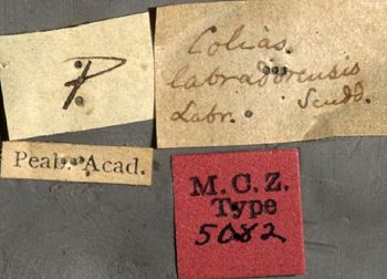 Media type: image;   Entomology 5082 Aspect: labels